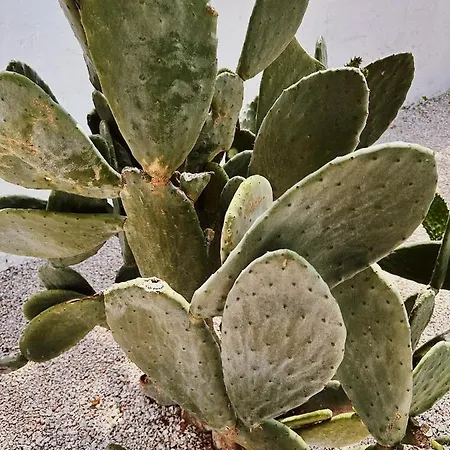 Quomorari 4* Barletta