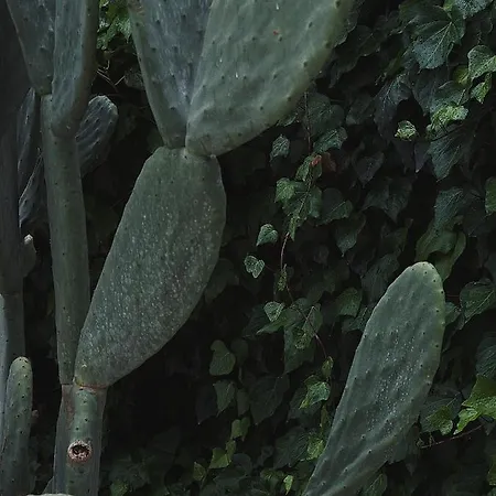 Alojamento de Acomodação e Pequeno-almoço Quomorari 4*