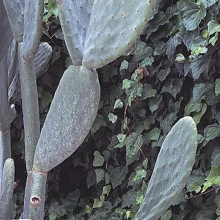 Quomorari